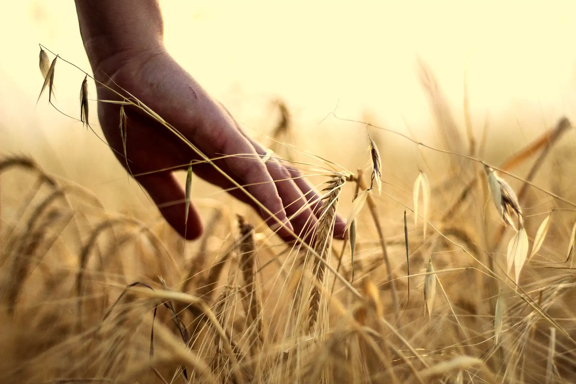 Cette image illustre le dossier sur la planification, par Elzeard, l'outil de gestion de production et de planification culturale.