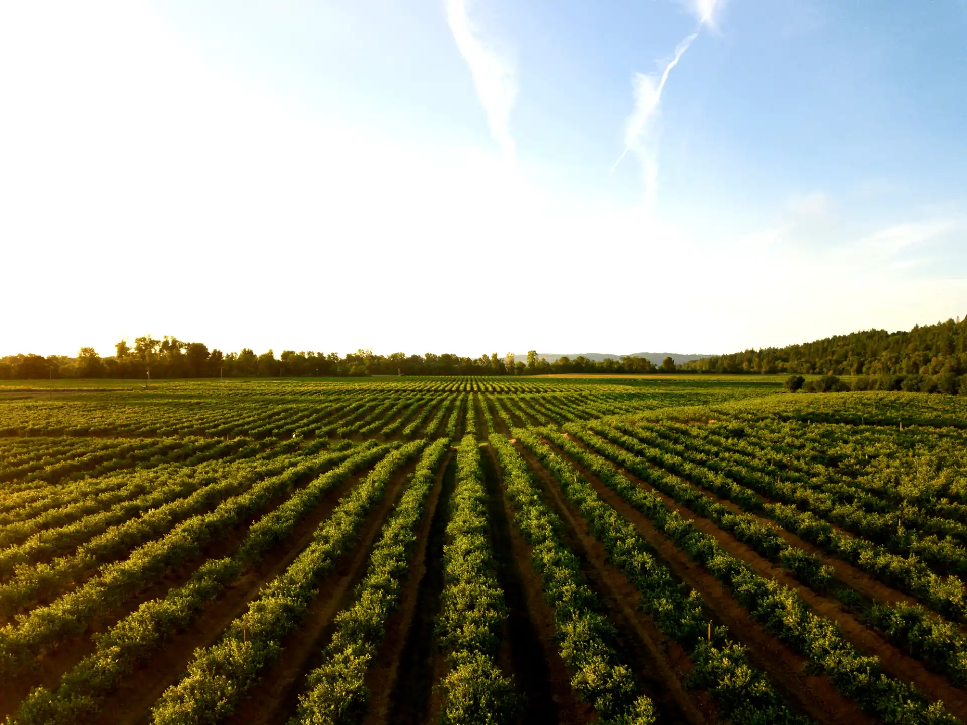 Cette image illustre l'article de blog sur les formations agricoles, par Elzeard, l'outil de gestion de production et de planification culturale.