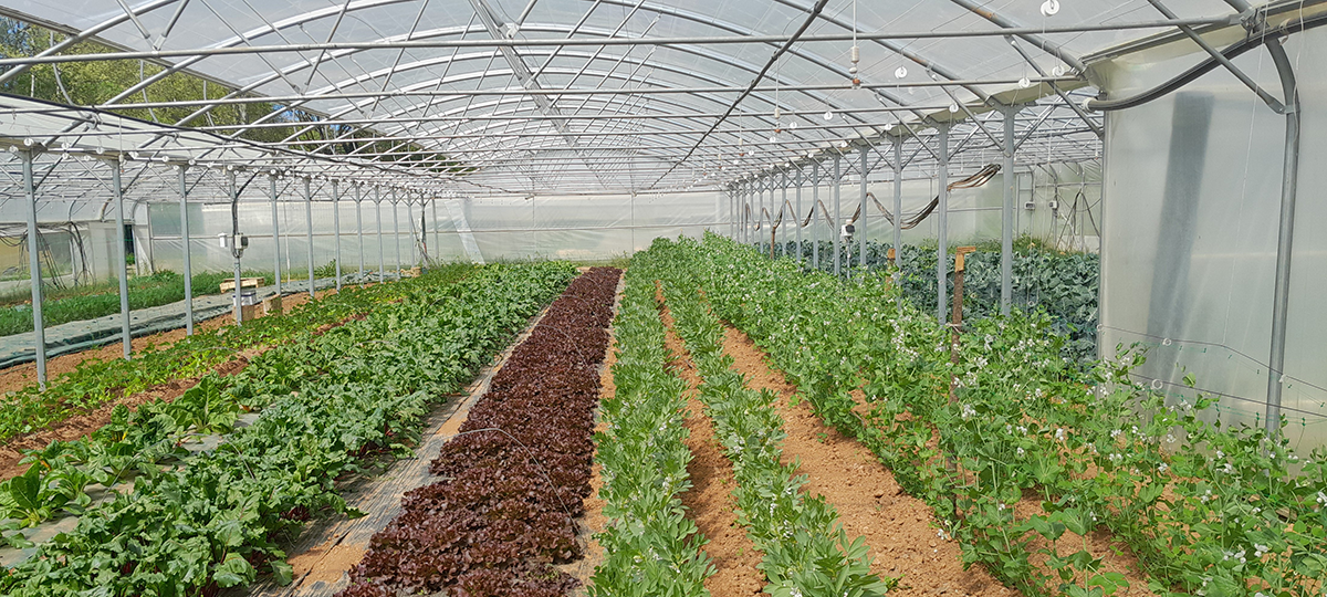 La multichapelle de Pierre au Printemps. Les légumes produits sont destinés à la restauration collective sur la commune ainsi qu’aux habitants du village, sous forme de paniers.