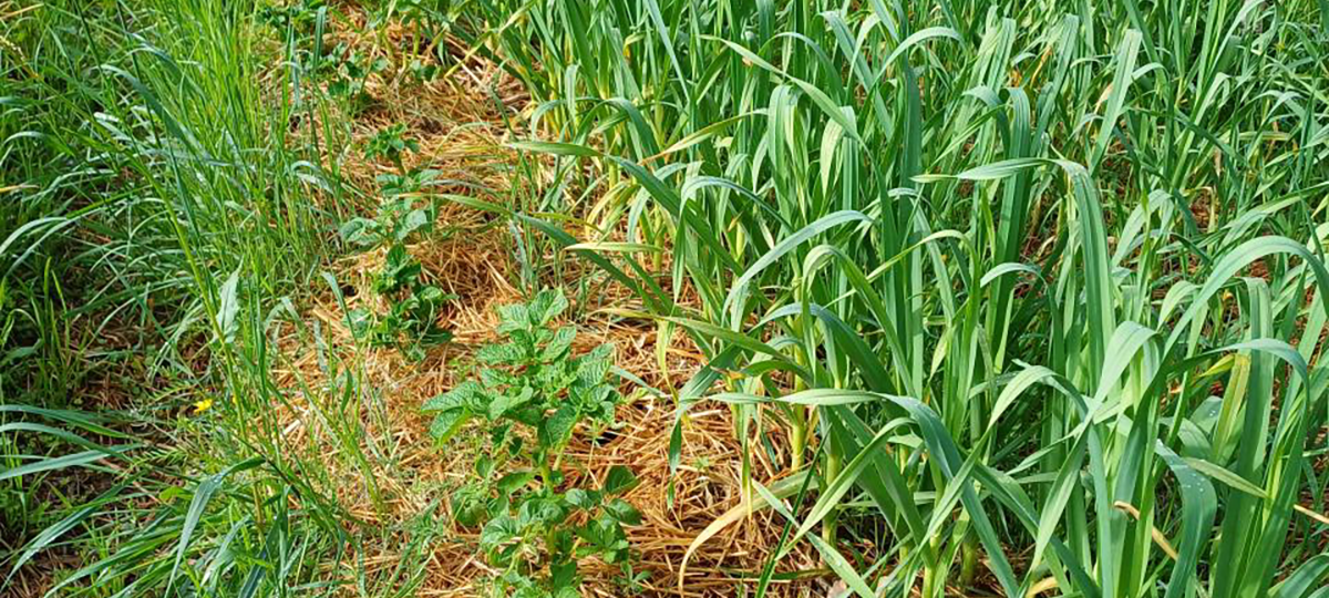 Lionel a choisi la certification Agriculture Biologique pour ses légumes. Elzeard lui permet de récupérer sa traçabilité pour son certificateur