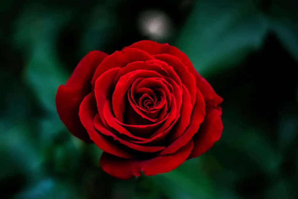 Une rose rouge pour représenter le secteur floricole en France.