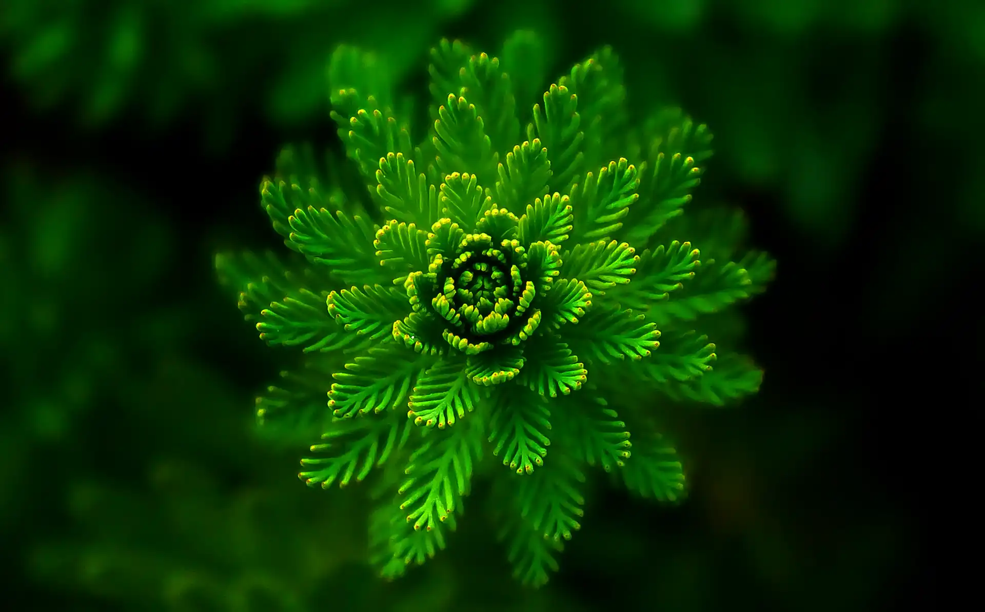 La protection des cultures