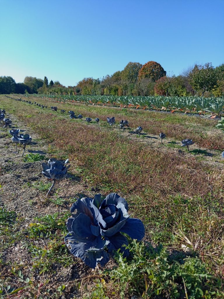 Récolte légumes bio ferme Aujac