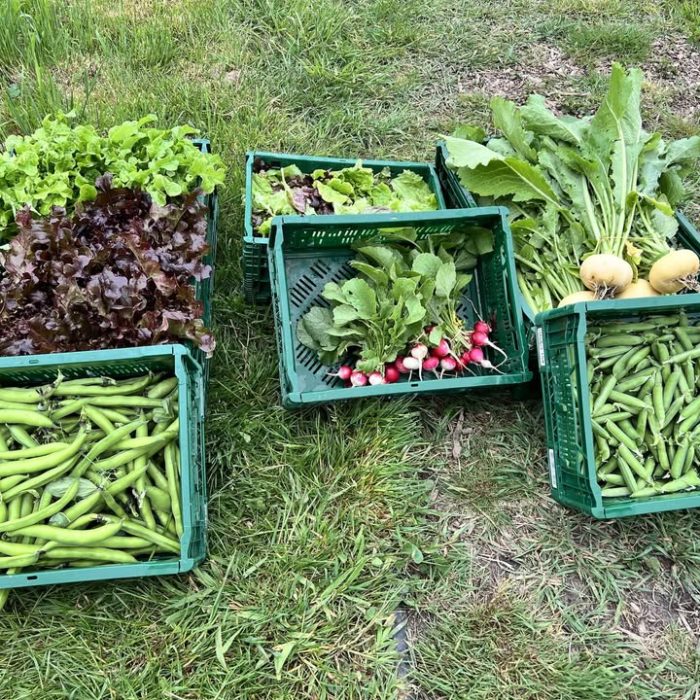 Production légumes diversifiés ferme Jardin d'E-Den