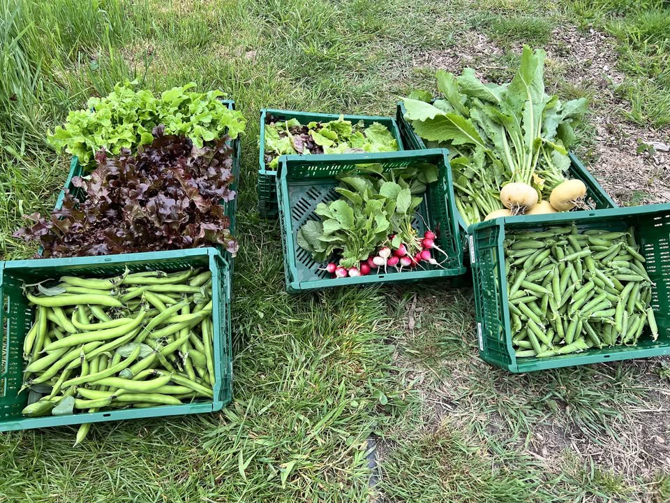Production légumes diversifiés ferme Jardin d'E-Den