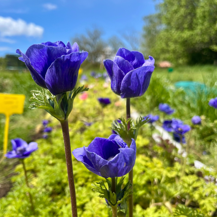 Ferme florale Galagere champ fleurs